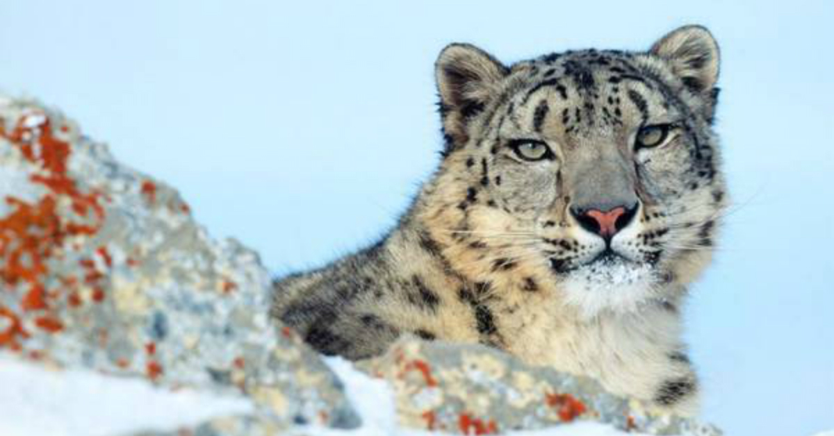 leopardo