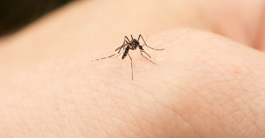 Zanzara virus Zika