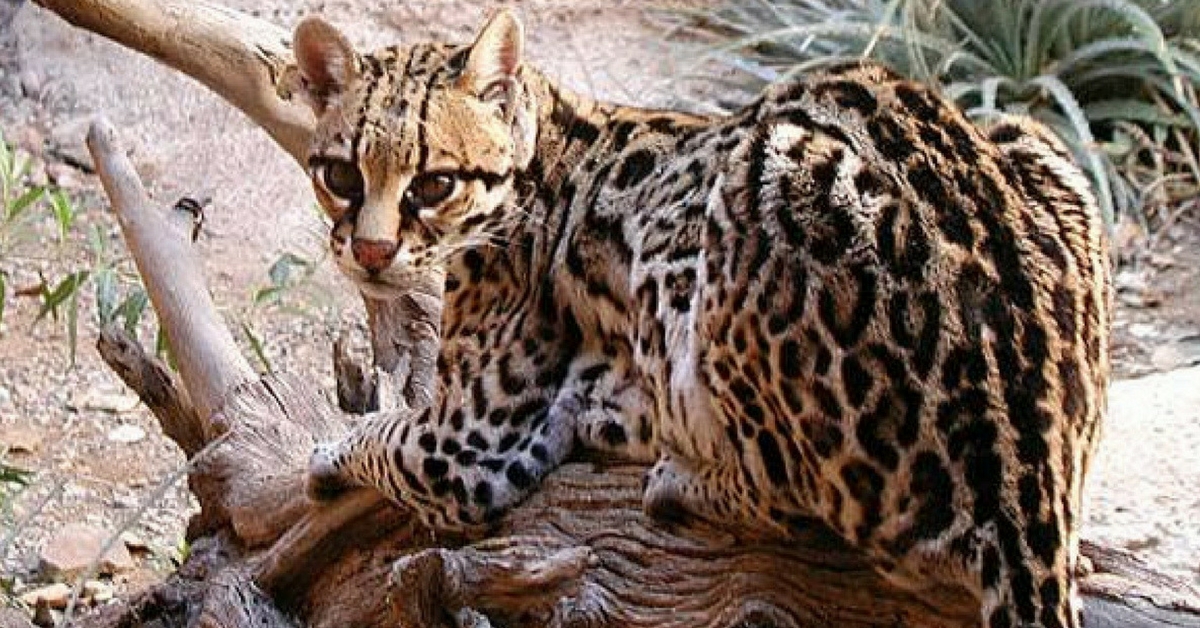 gatto della vescica bloccato gatto della vescica bloccato