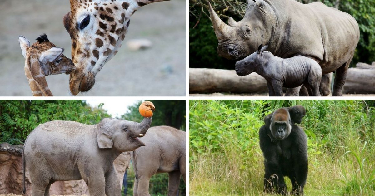 Zoo di Dublino: morti oltre 100 animali in solo 2 anni