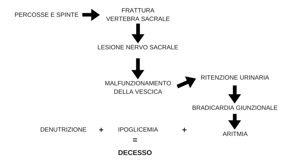 morte stefano cucchi