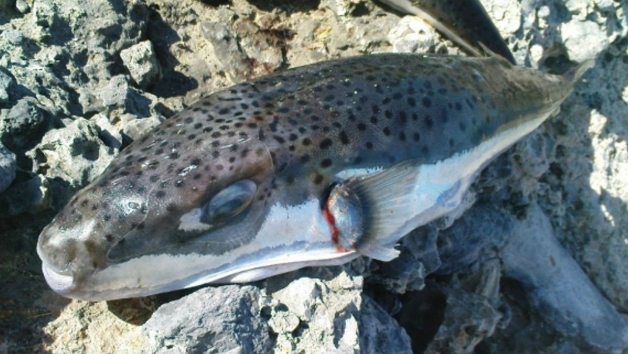 Pesce palla maculato tossico.Pescato a Molfetta. Ispra consiglia di segnalarne gli avvistamenti.