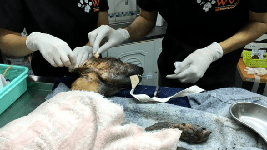 Cane abbandonato in fin di vita: la trasformazione dopo 5 settimane