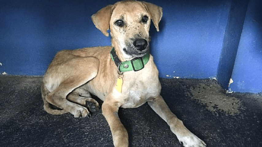 Cane abbandonato in fin di vita: la trasformazione dopo 5 settimane