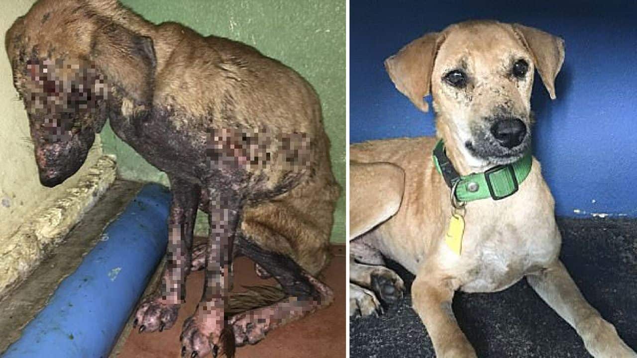 Cane abbandonato in fin di vita: la trasformazione dopo 5 settimane