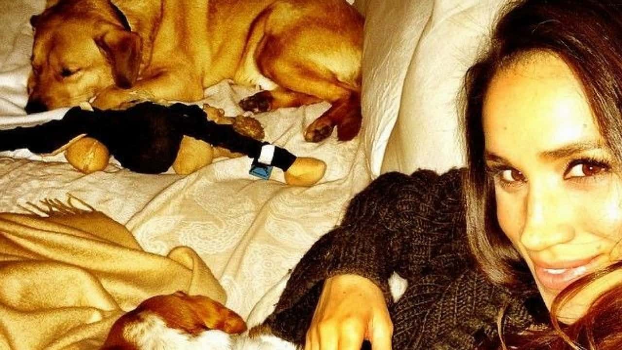 Meghan Markle, addio al suo cane: "troppo vecchio per volare"