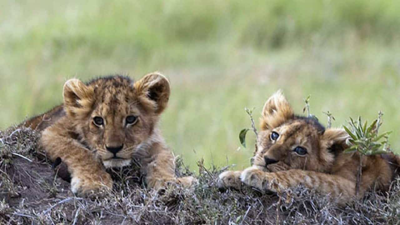 Zoo svedese uccide nove cuccioli di leone: "Erano troppi per noi"
