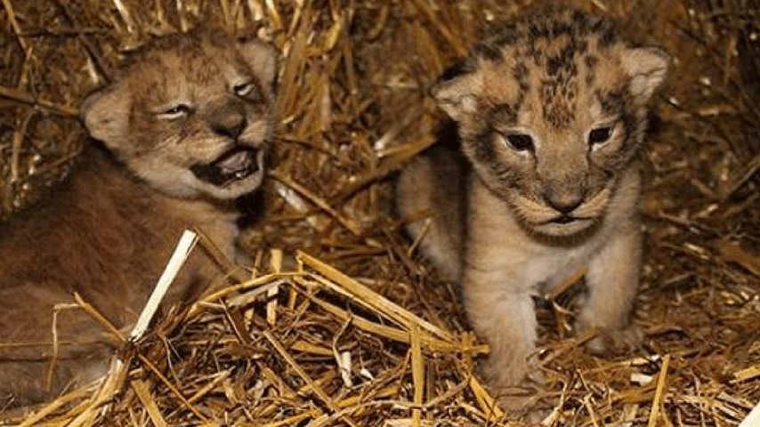 leoni zoo