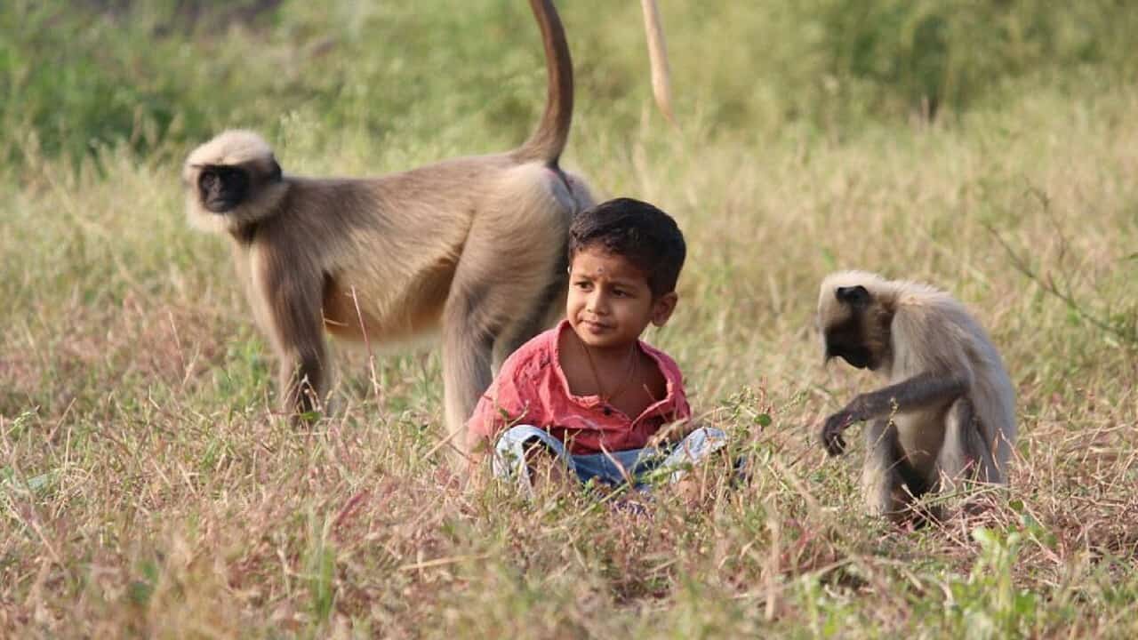 Samarth Bangari, il bambino che gioca con le scimmie