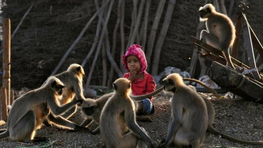 Samarth Bangari, il bambino che gioca con le scimmie