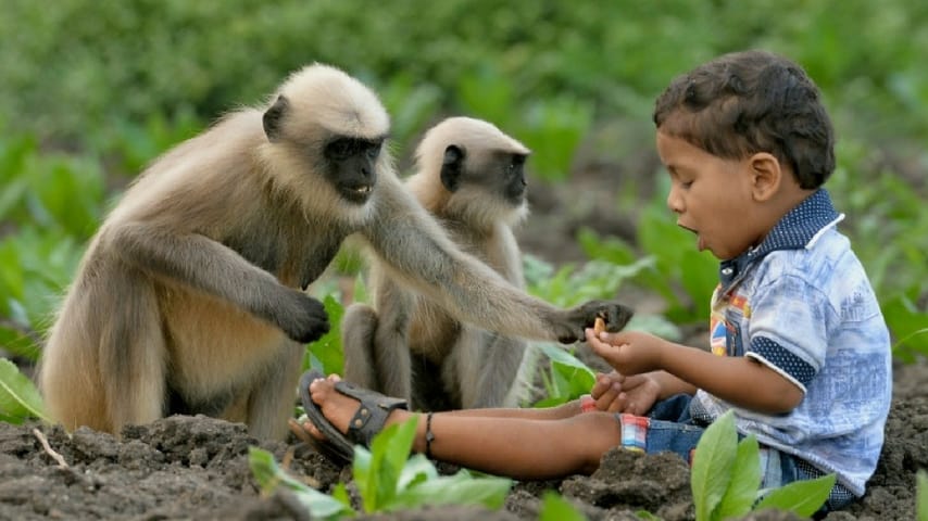 Samarth Bangari, il bambino che gioca con le scimmie