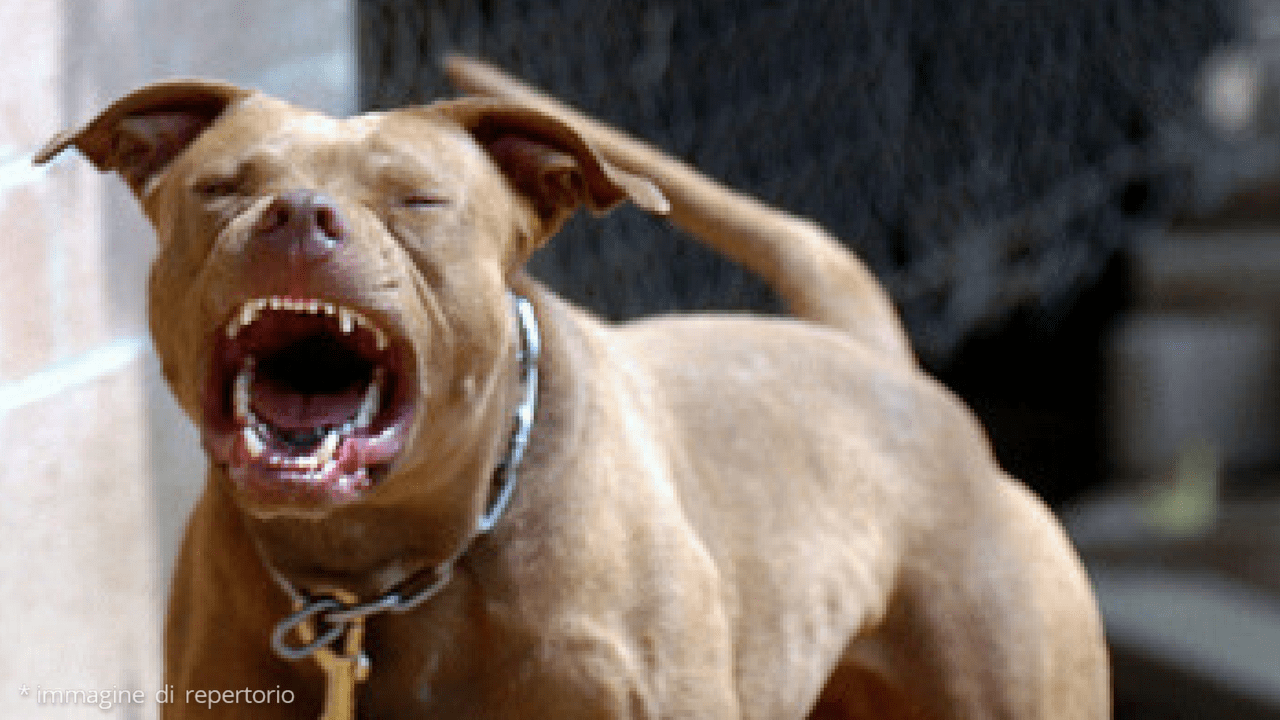 pitbull evidenza