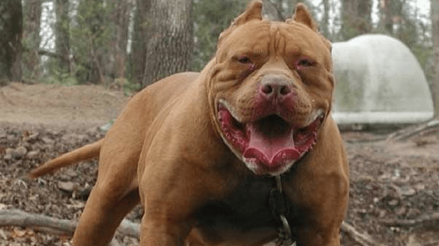 pitbull