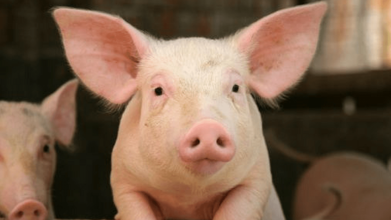 maiali benessere animale