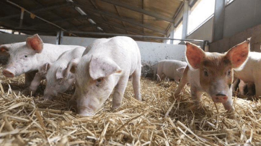 maiali benessere animale