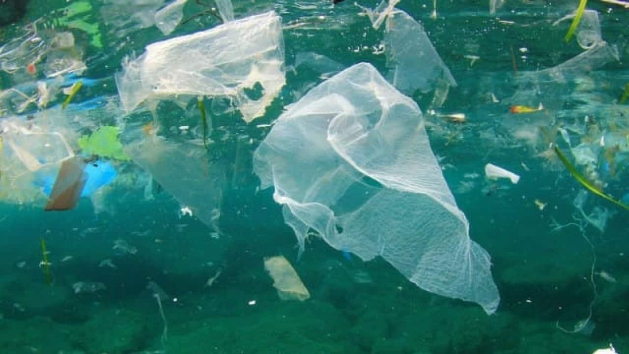 Scoperto per caso l'enzima mangia plastica: potrebbe aiutare a salvare l'ambiente