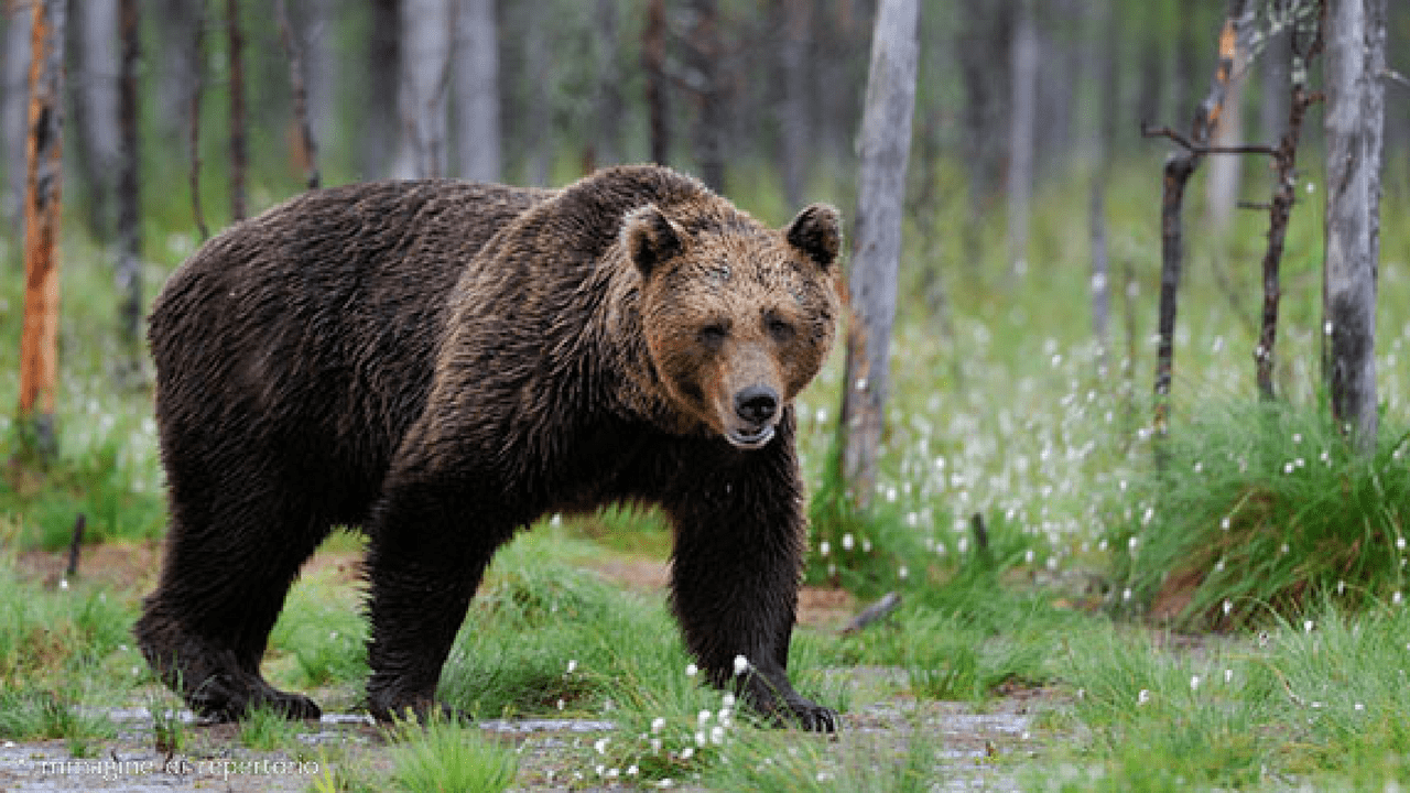 Orso