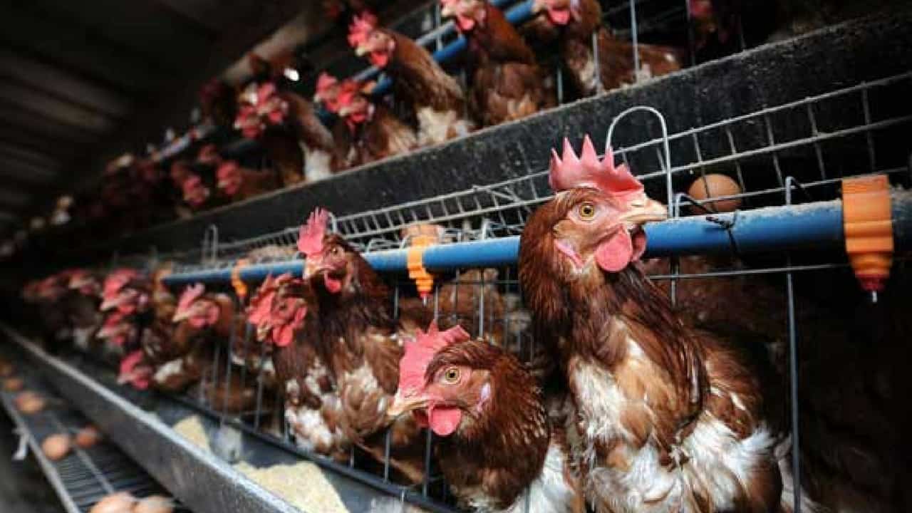 Galline in batteria