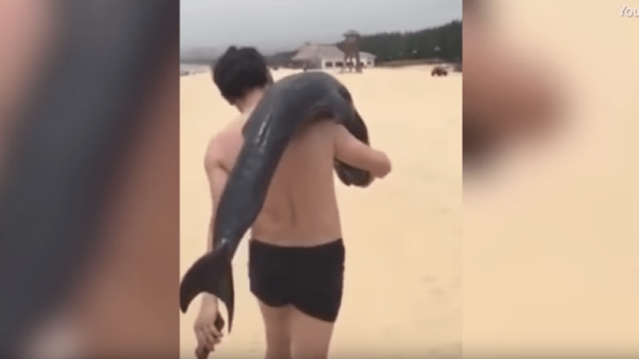 cucciolo delfino
