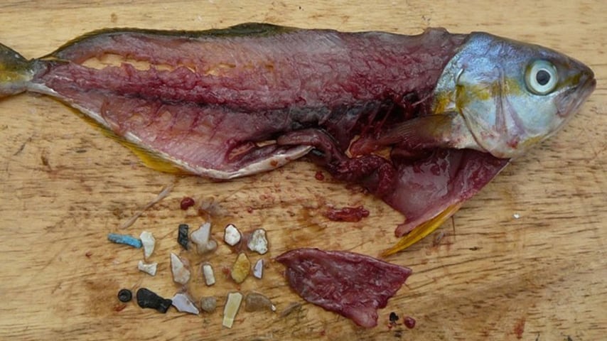 microplastica oceani rischio salute
