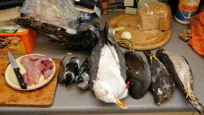 Roadkill cuisine, l'artedi mangiare carne di animali investiti per strada