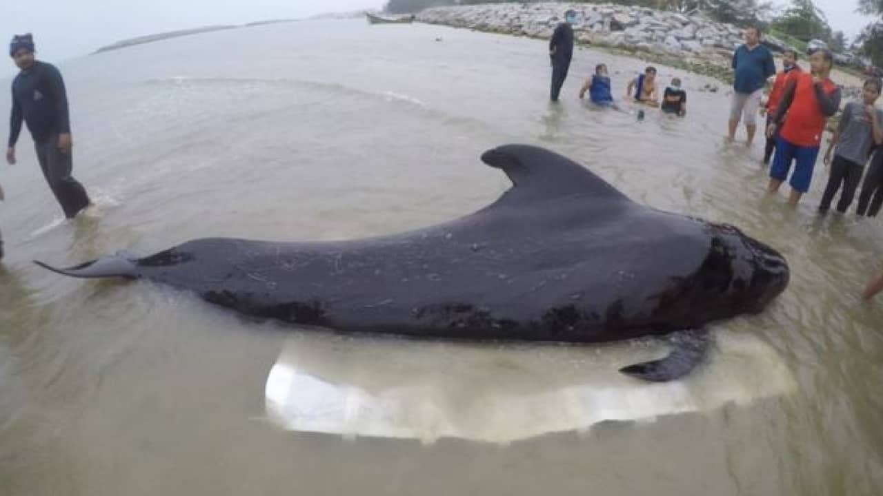 balena morta 80 sacchetti di plastica nello stomaco