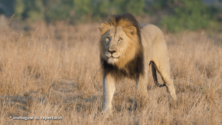 leone repertorio