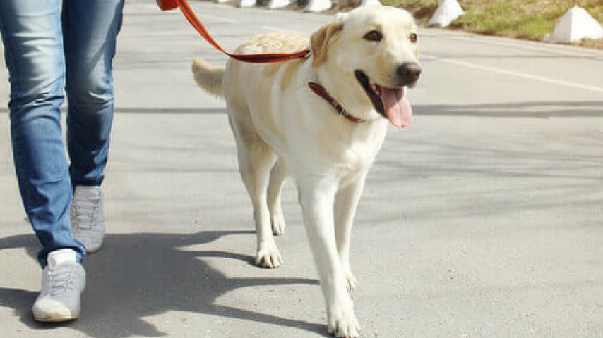 cane passeggio