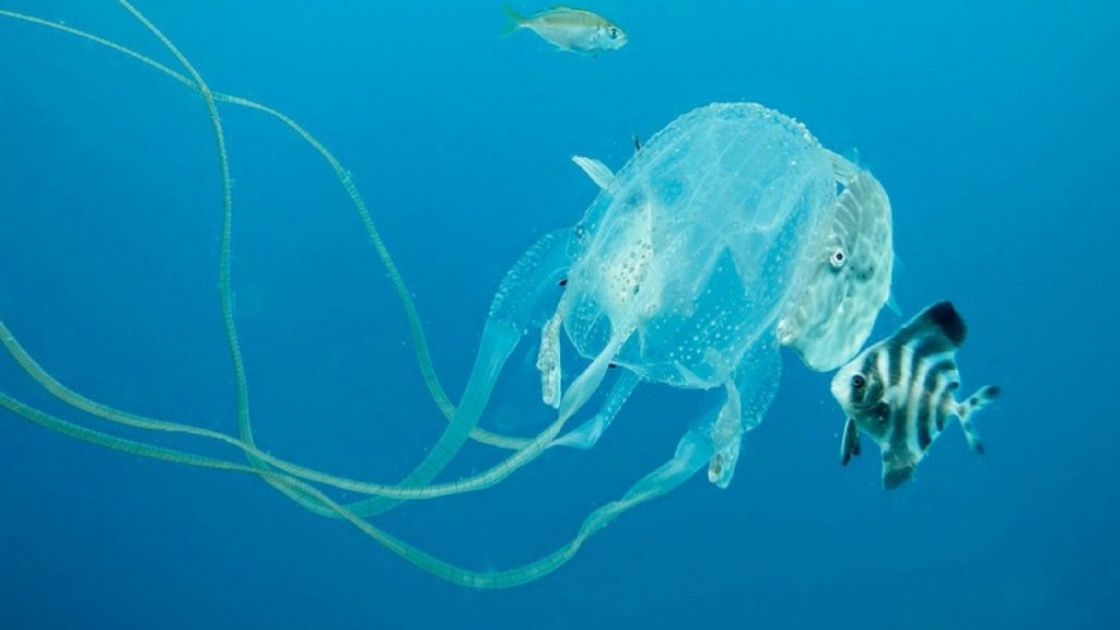 cubomedusa