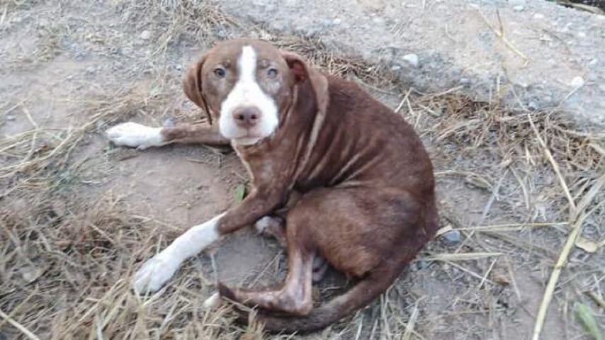 cane randagio salva anziano malato di alzheimer
