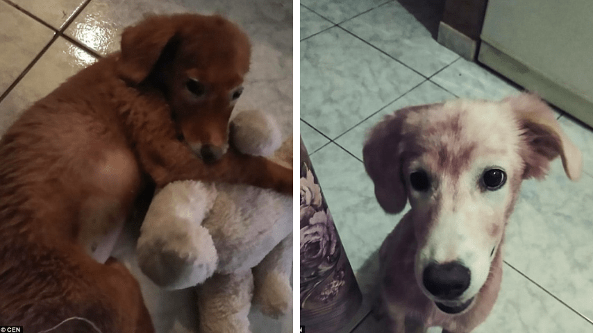 cane tinto interna