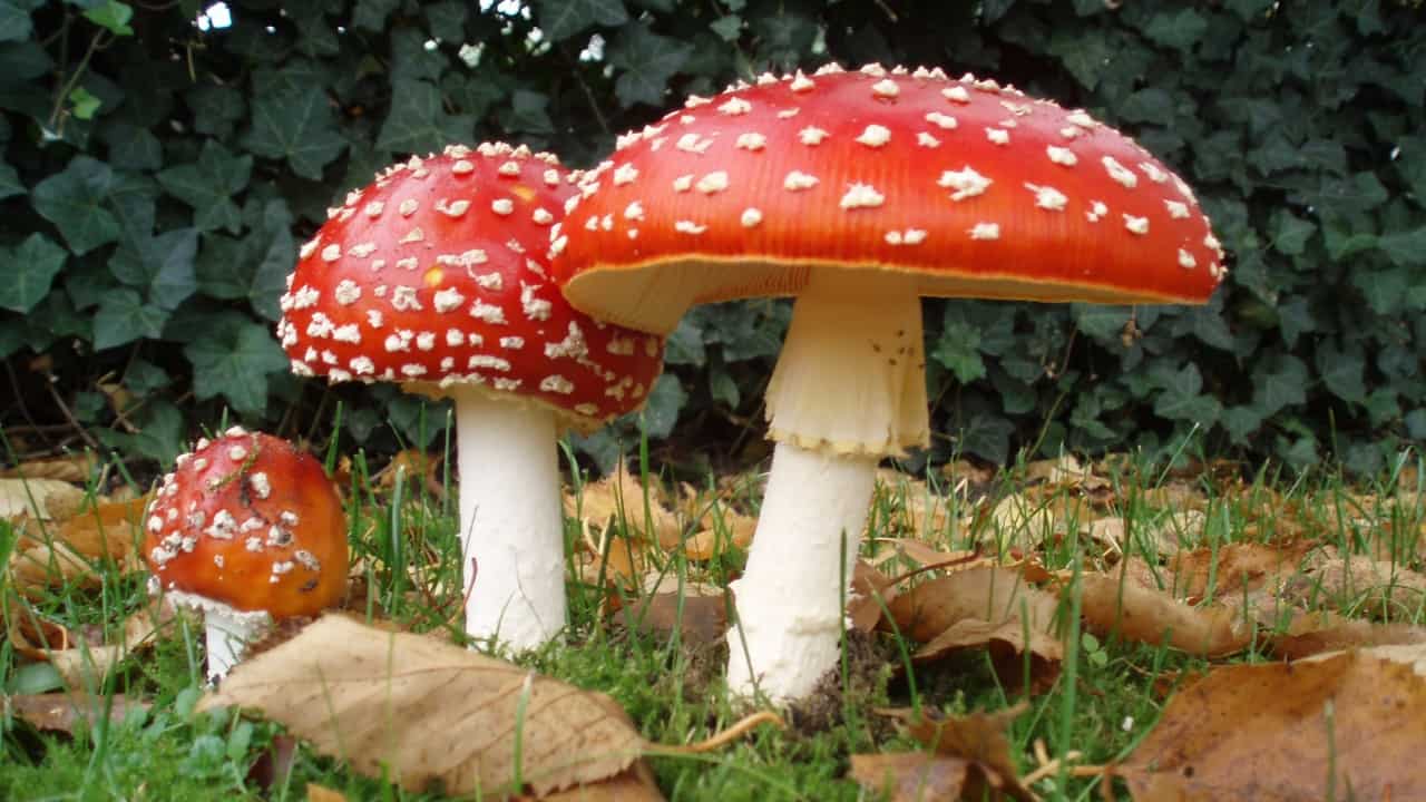 funghi velenosi