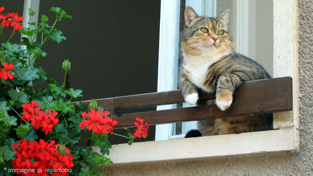 Piovono gatti a Torino: passante ferito e padrona denunciata per lesioni colpose