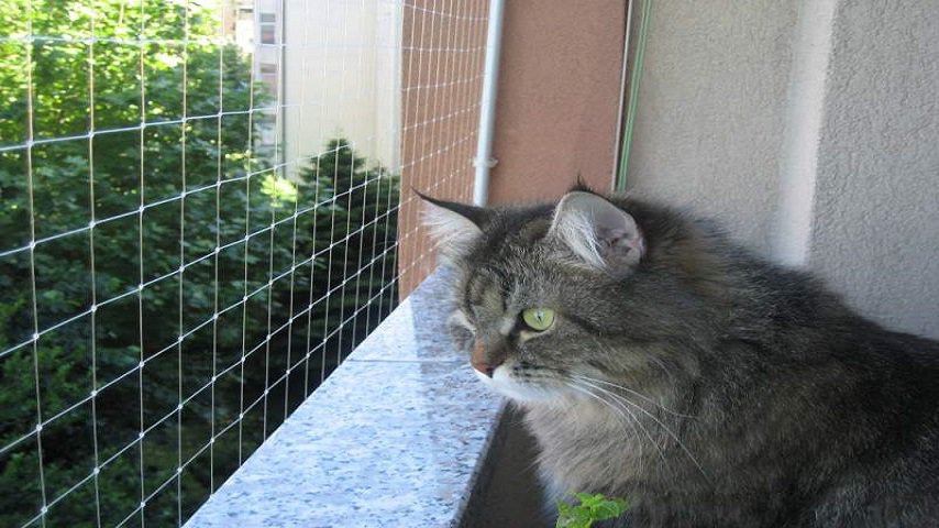 protezione caduta animali