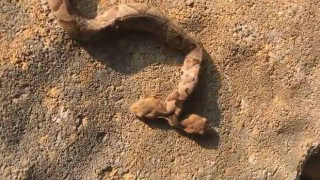 Serpente a due teste, trovato raro esemplare negli Stati Uniti
