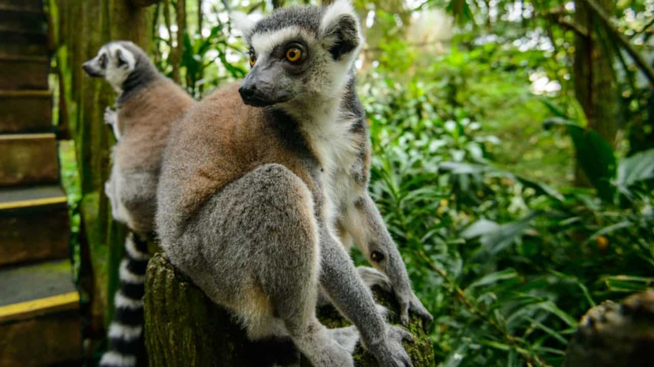 lemuri estinzione