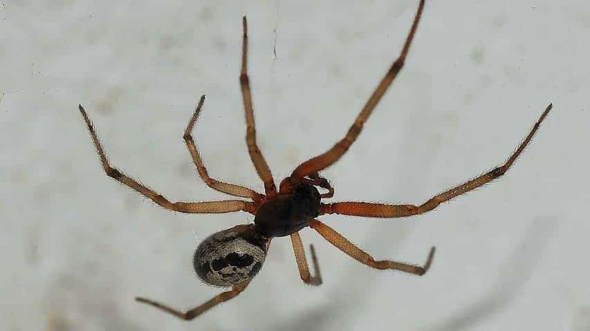 Falsa vedova nera