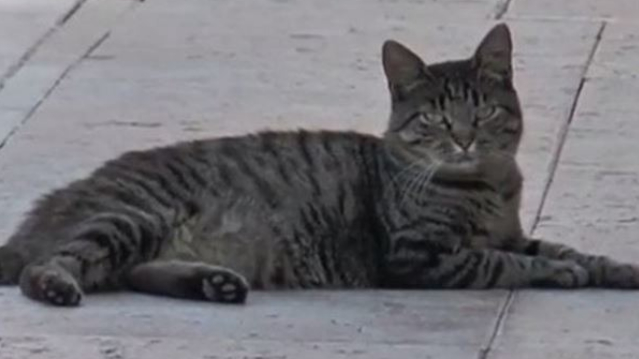 Tenny, la gattina che aspetta il padrone all'ospedale di Oderzo