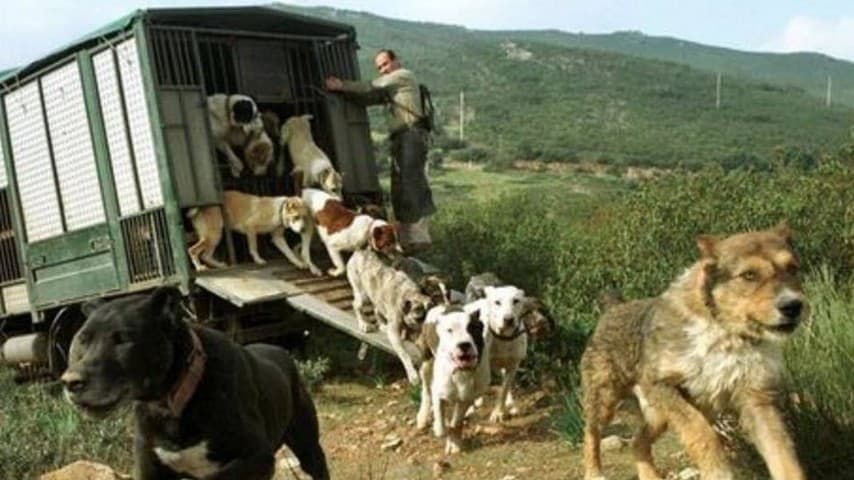 Una muta di cani da caccia in Spagna