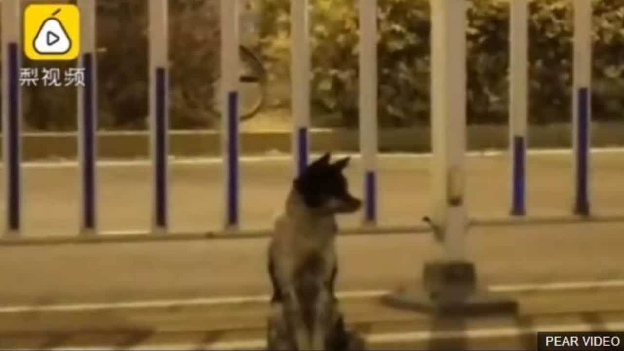cane aspetta padrona morta per tre mesi