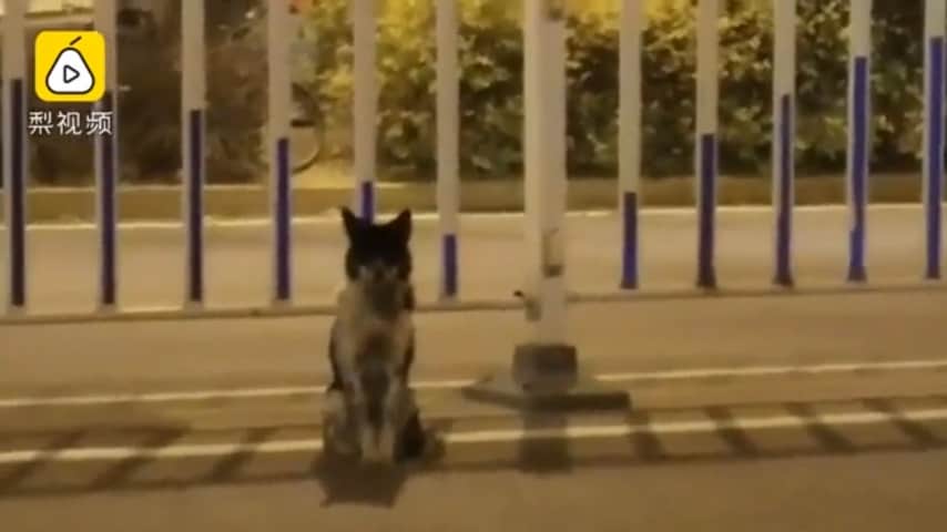 cane aspetta padrona morta per 3 mesi