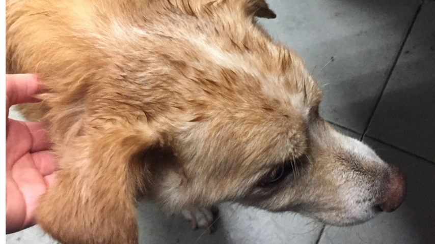 cane perso a roma