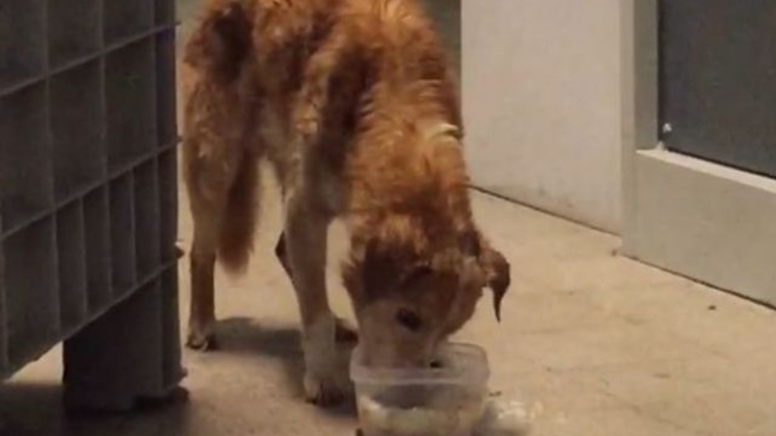 cane perso a roma