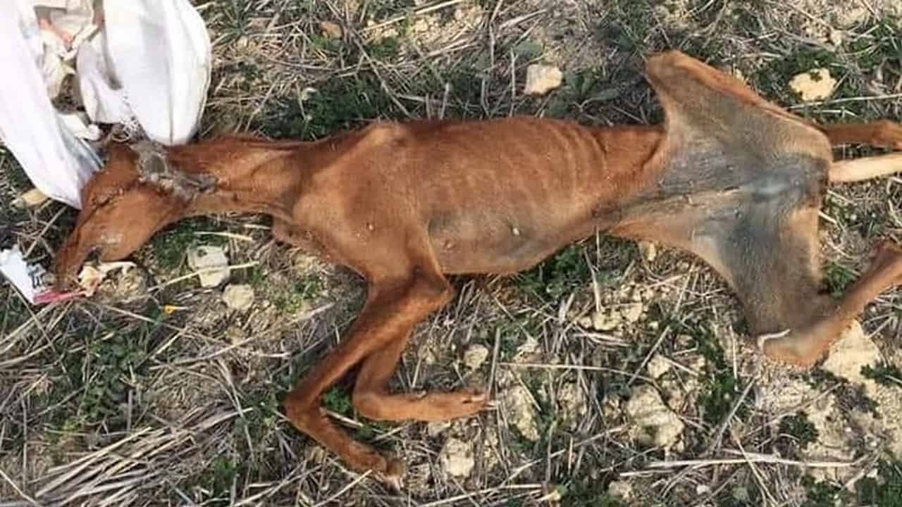 Cane podenco torturato