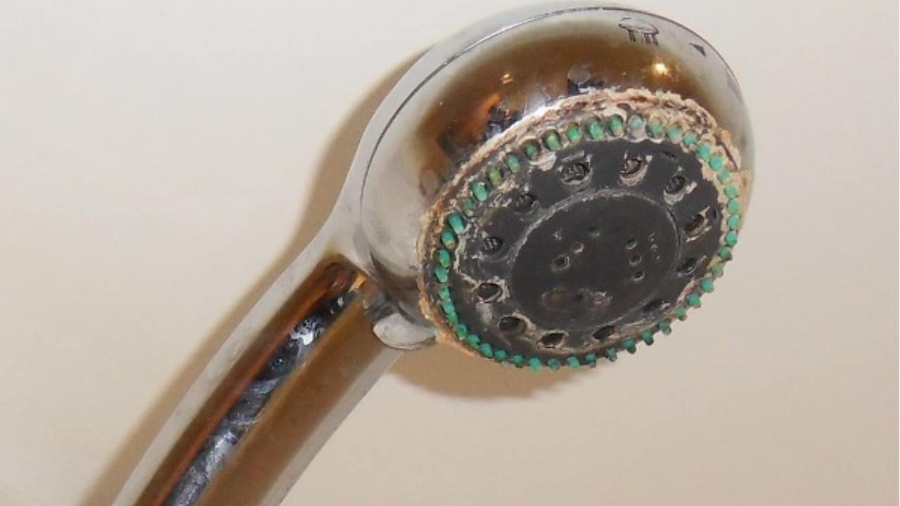soffione della doccia pieno di batteri