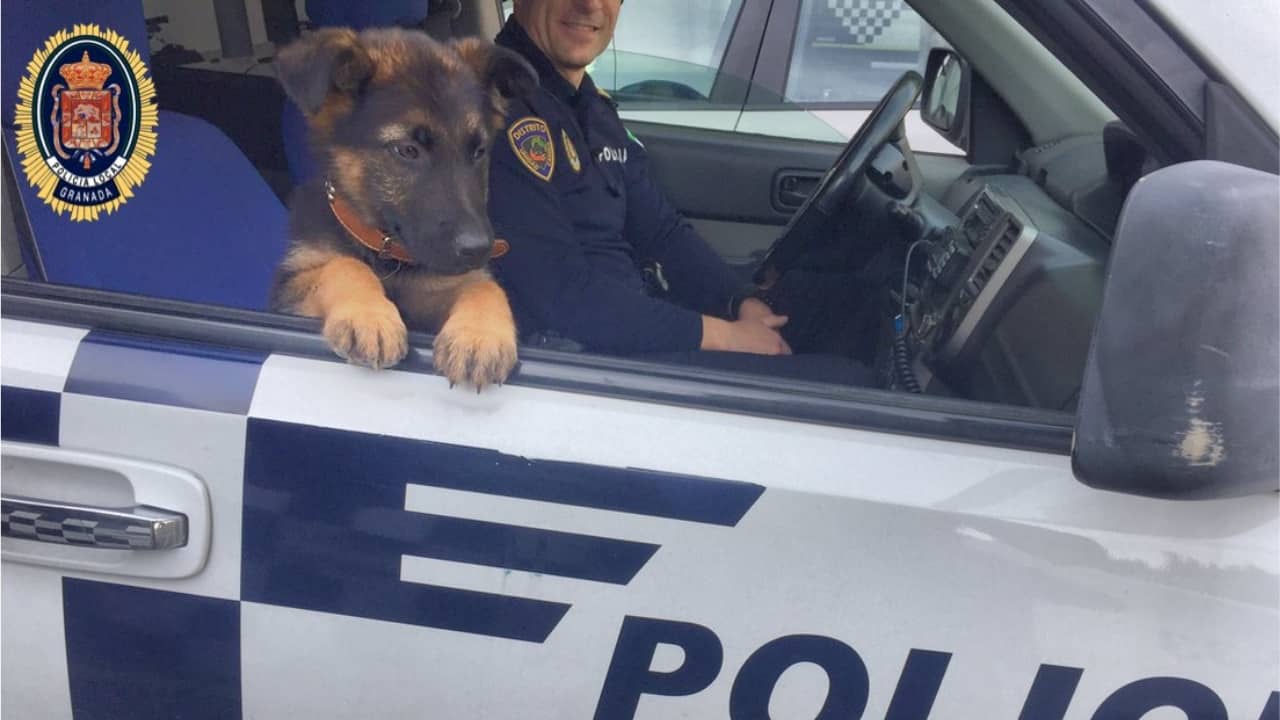 Stan Lee, il cane poliziotto