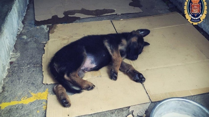 Il cane trovato dalla polizia
