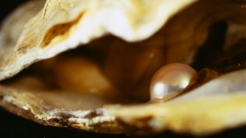 Ostrica con perla