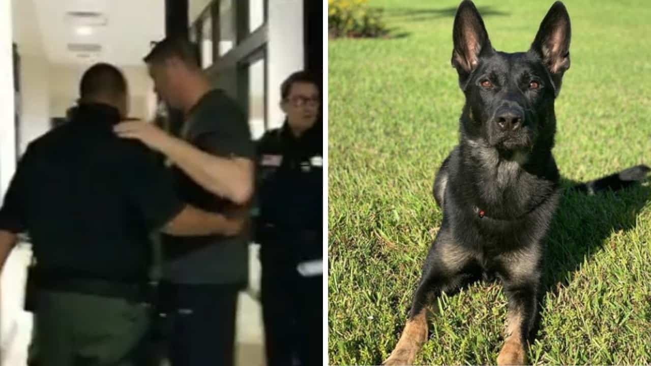 cane poliziotto morto
