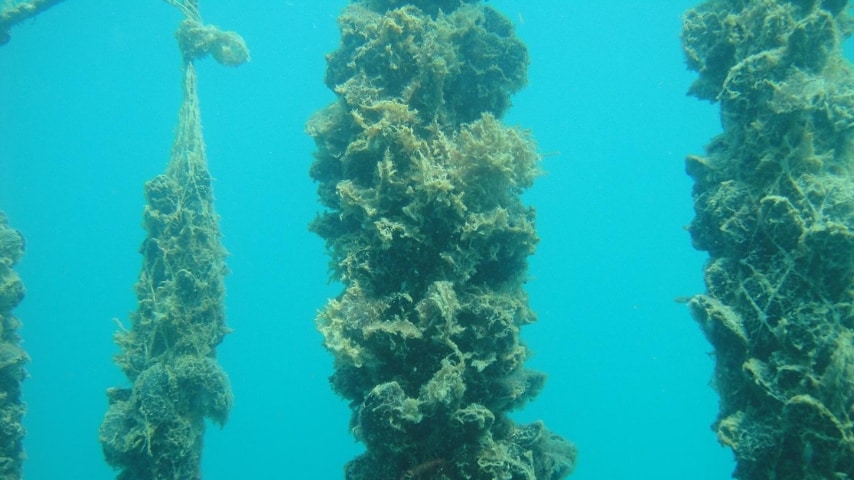 Le cozze allevate in mare sono quelle che presentano il rischio di contaminazione